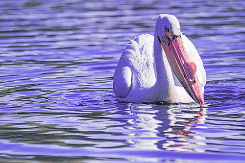 Water Floating Pelican Hunting For Food (Purple Tint)
