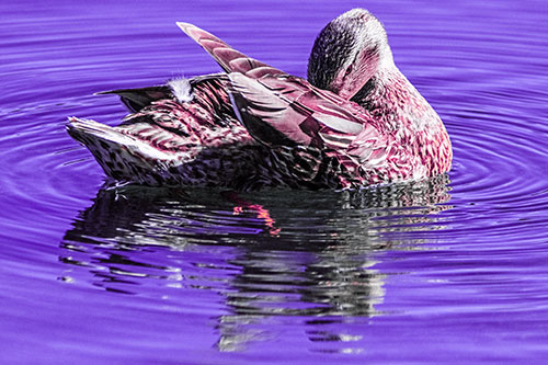 Water Rippling Mallard Duck Grooming Self (Purple Tint)