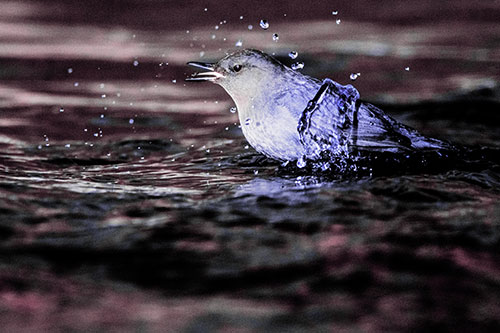 Water Splashing American Dipper Feasting On Larvae (Purple Tint)
