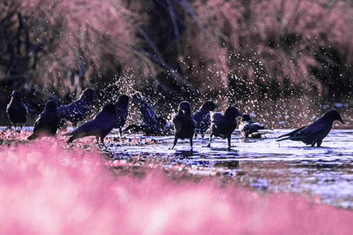 Water Splashing Crows Enjoy Bird Bath Along River Shore (Purple Tint Photo)