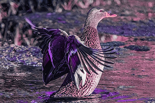 Water Splashing Mallard Duck Flapping Wings Among Pond (Purple Tint Photo)