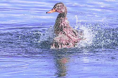 Water Splashing Mallard Duck Taking Bird Bath (Purple Tint)