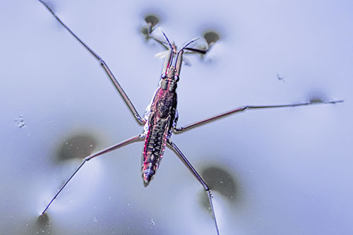 Water Strider Perched Atop Calm River (Purple Tint Photo)