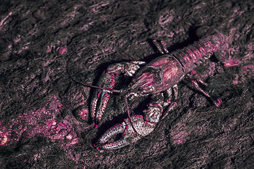 Water Submerged Crayfish Crawling Upstream (Purple Tint)