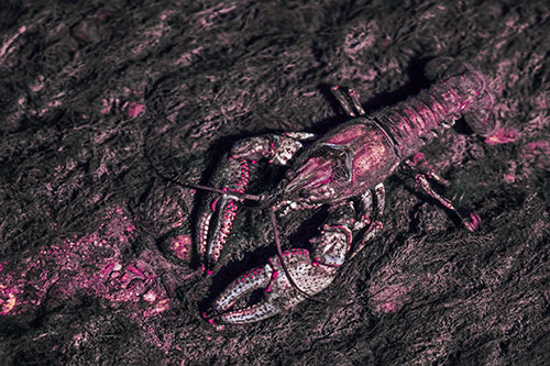 Water Submerged Crayfish Crawling Upstream (Purple Tint Photo)