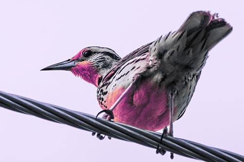 Western Meadowlark Keeping Watch Atop Powerline Wire (Purple Tint)