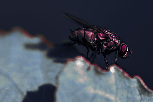 Wet Cluster Fly Walks Along Leaf Rim Edge (Purple Tint Photo)