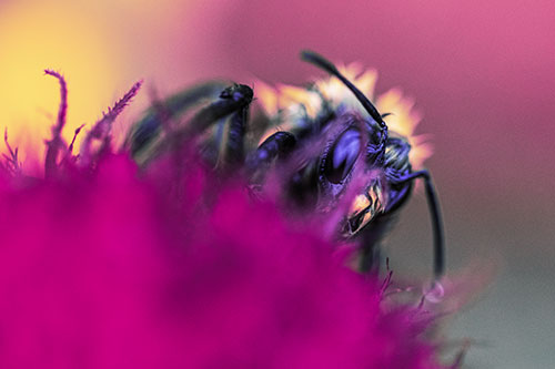 Wet Honey Bee Hiding Among Blanket Flower (Purple Tint)