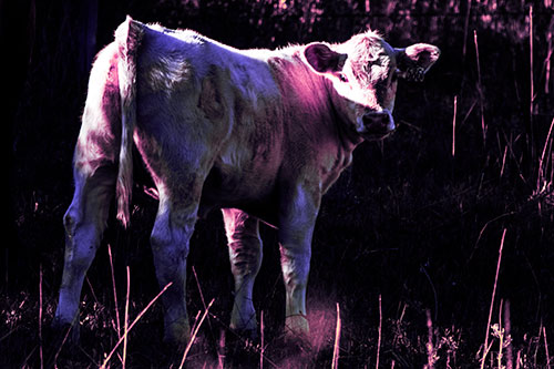 White Cow Calf Looking Backwards (Purple Tint Photo)