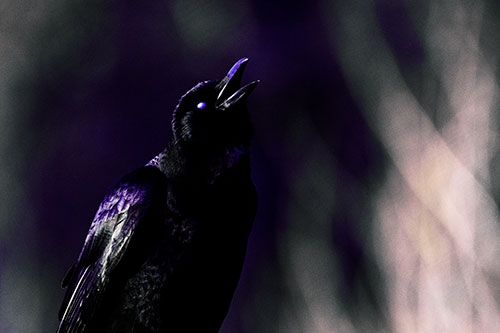 White Eyed Crow Cawing Into Sunlight (Purple Tint Photo)