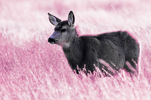 White Tailed Deer Enjoying Stroll Among Wheatgrass (Purple Tint Photo)