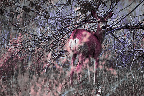 White Tailed Deer Looking Backwards Atop Grassy Pasture (Purple Tint Photo)