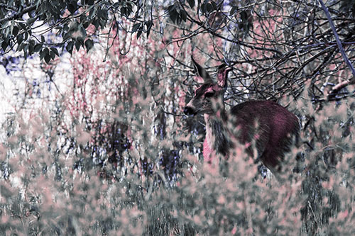 White Tailed Deer Looking Onwards Among Tall Grass (Purple Tint Photo)