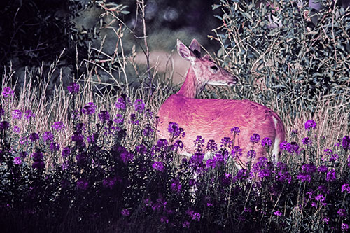 White Tailed Deer Looks Back Among Lily Nile Flowers (Purple Tint Photo)