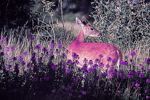 White Tailed Deer Looks Back Among Lily Nile Flowers (Purple Tint)