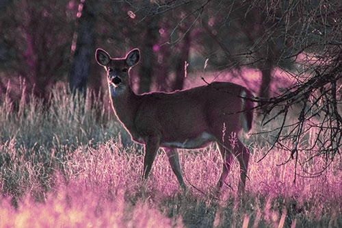 White Tailed Deer Spots Intruder Beside Dead Tree (Purple Tint Photo)