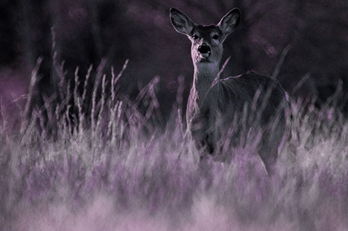 White Tailed Deer Stares Behind Feather Reed Grass (Purple Tint Photo)