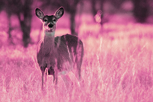 White Tailed Deer Watches With Anticipation (Purple Tint Photo)