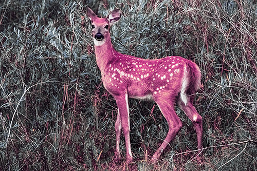 White Tailed Spotted Deer Stands Among Vegetation (Purple Tint)