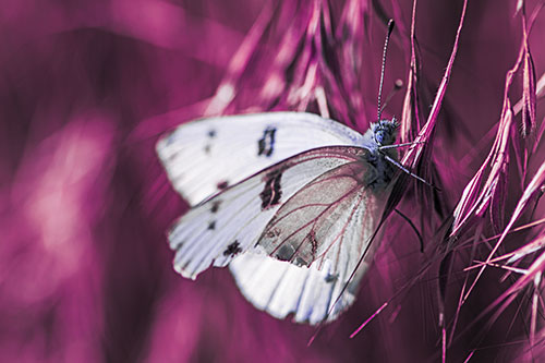 White Winged Butterfly Clings Grass Blades (Purple Tint Photo)