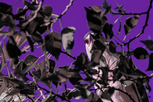 Wide Eyed Black Crowned Night Heron Looking Down From Tree Branch (Purple Tint)