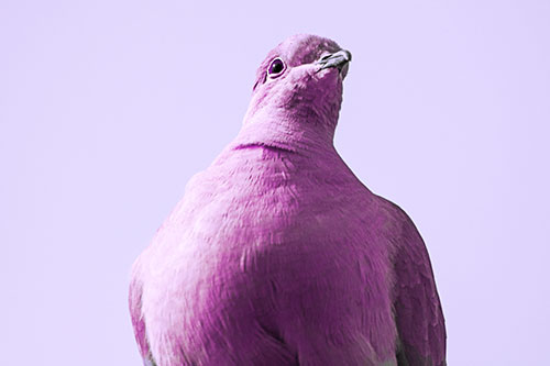 Wide Eyed Collared Dove Keeping Watch (Purple Tint Photo)