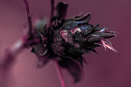Willow Cone Gall Midge Head Sticking Fuzzy Tongue Out (Purple Tint Photo)