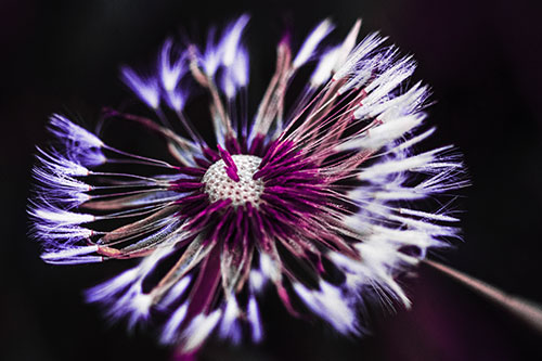 Wind Blowing Partial Puffed Dandelion (Purple Tint Photo)