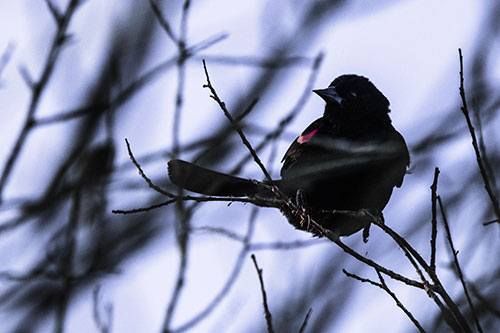 Wind Gust Blows Red Winged Blackbird Atop Tree Branch (Purple Tint Photo)