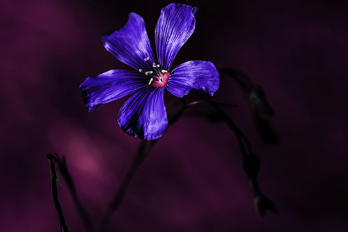 Wind Shaking Flax Flower (Purple Tint Photo)