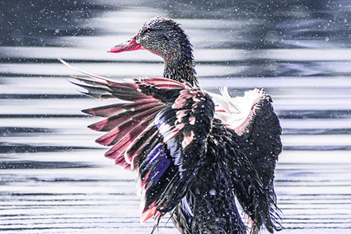 Wing Flapping Mallard Duck Splashing Lake Water (Purple Tint)
