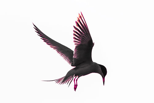 Wing Flapping Tern Eying For Fish Below (Purple Tint)