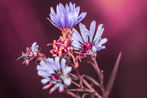 Withering Aster Flowers Decaying Among Sunshine (Purple Tint Photo)