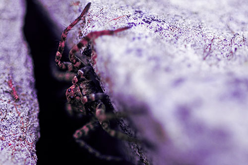 Wolf Spider Peeking Out Rock Crevice (Purple Tint)