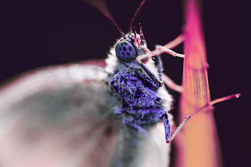 Wood White Butterfly Hugs Grass Blade (Purple Tint)