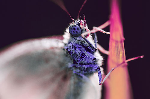 Wood White Butterfly Hugs Grass Blade (Purple Tint Photo)