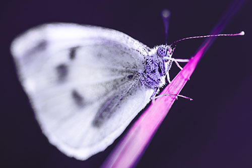 Wood White Butterfly Perched Atop Grass Blade (Purple Tint Photo)