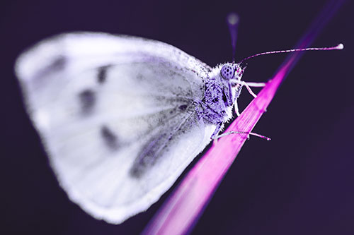 Wood White Butterfly Perched Atop Grass Blade (Purple Tint)