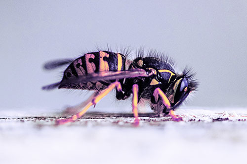 Yellowjacket Wasp Chewing Wood (Purple Tint)