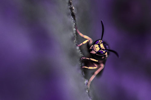 Yellowjacket Wasp Crawling Rock Vertically (Purple Tint Photo)