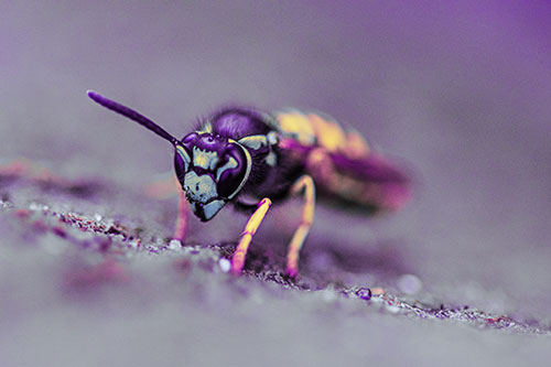 Yellowjacket Wasp Prepares For Flight (Purple Tint Photo)