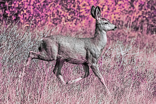 Young Mule Deer Galloping Across Grassland (Purple Tint)