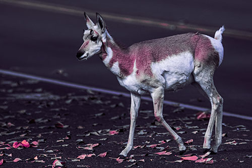 Young Pronghorn Crosses Leaf Covered Road (Purple Tint Photo)
