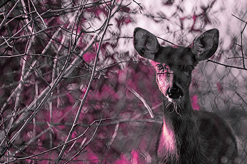 Young White Tailed Deer Watches Through Chain Link Fence (Purple Tint)