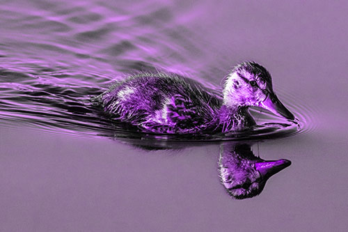 Aging Mallard Duckling Swimming Through Calm Water (Purple Tone)