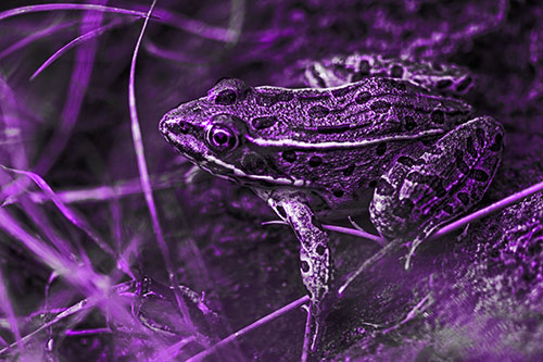 Alert Leopard Frog Prepares To Pounce (Purple Tone Photo)