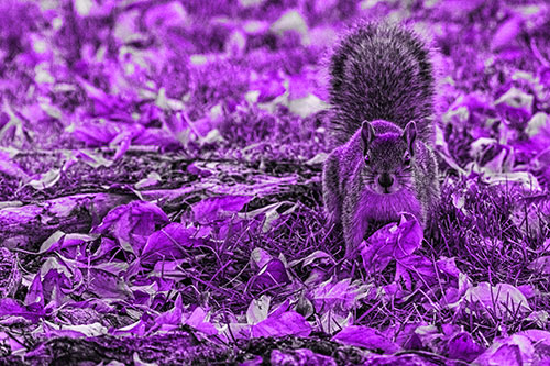 Alert Squirrel Freezes Among Fall Leaves (Purple Tone)