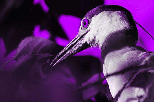 Algae Beak Black Crowned Night Heron (Purple Tone Photo)