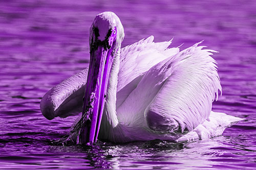 Algae Beaked Pelican Fishes For Salamanders (Purple Tone)