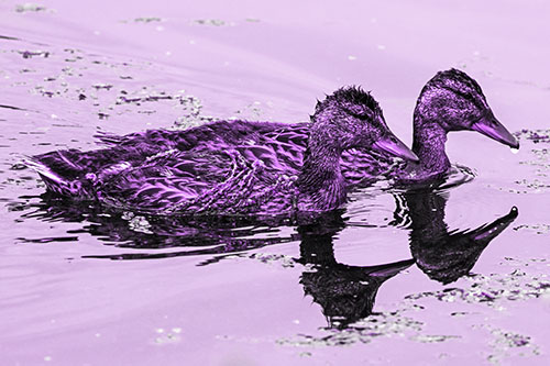 Algae Coated Female Mallard Ducks Swimming In Unison (Purple Tone Photo)